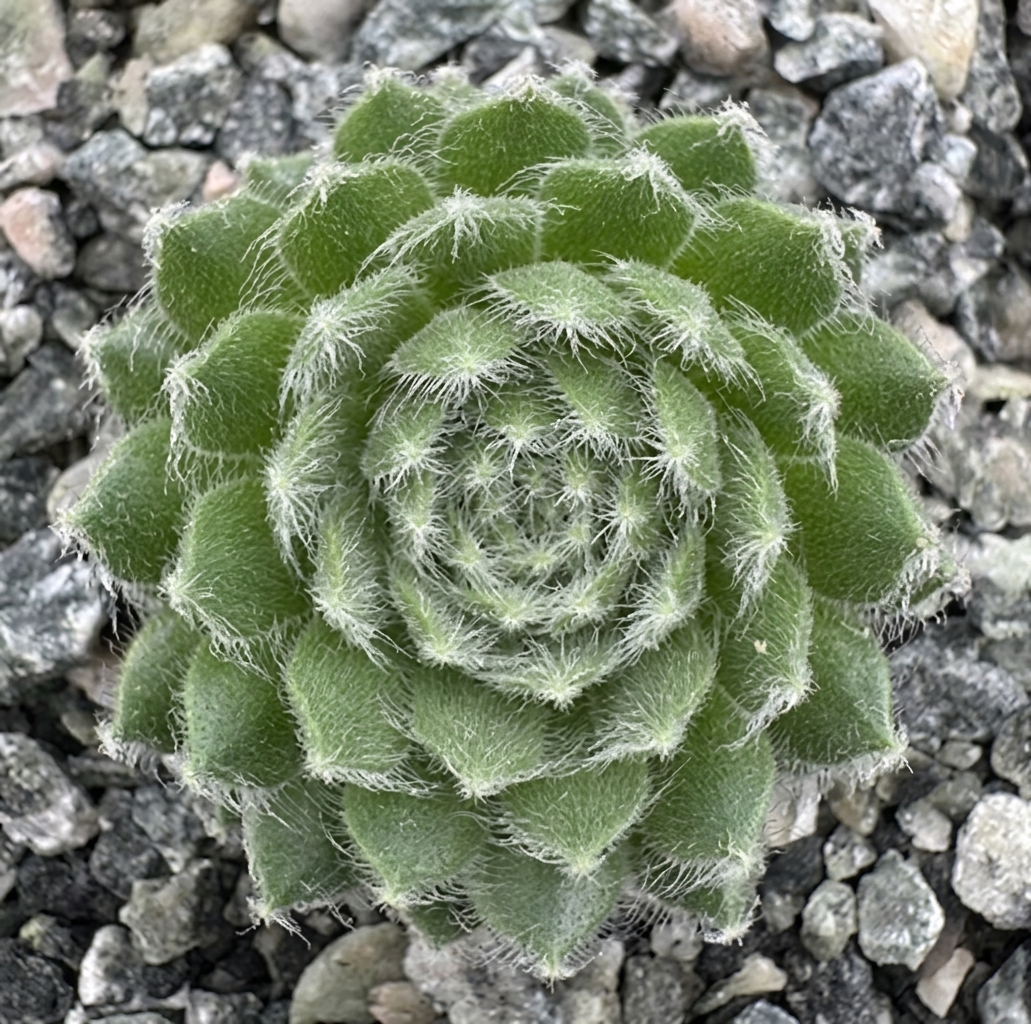 Sempervivum 'Lively Bug'